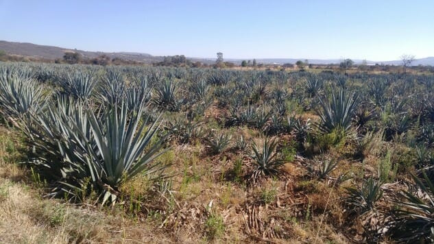 Ask the Expert: Is Mezcal Tequila? Is Tequila Mezcal?