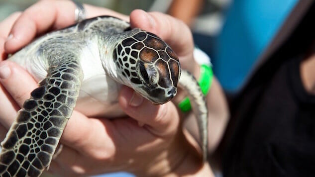 Climate Change Could Be Responsible For Too Many Female Sea Turtles