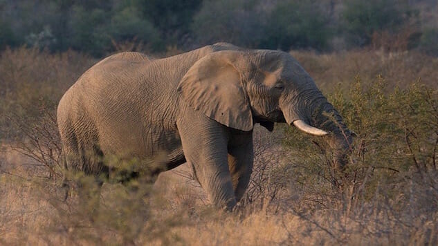 Elephants Contribute to Far-Reaching Seed Distribution