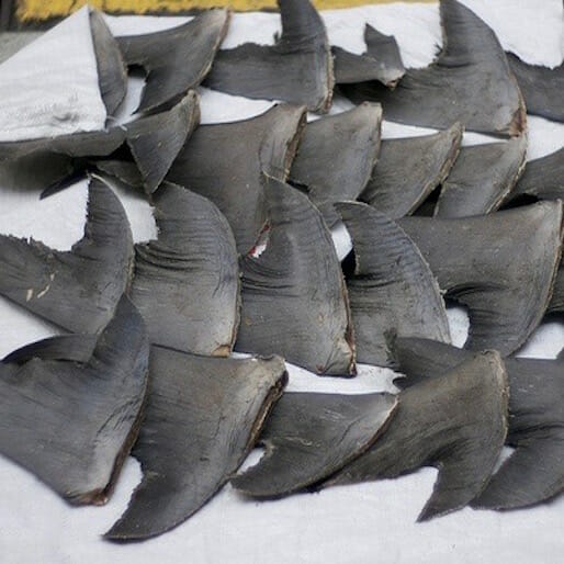 Sustainability Report: Shark Finning is Part of a Larger Issue