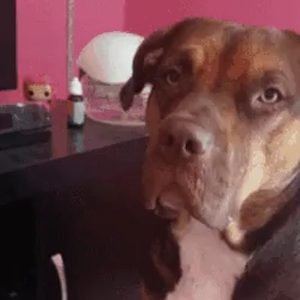 This Reddit User Taught Her Dog How to Turn Off the Xbox One On Command