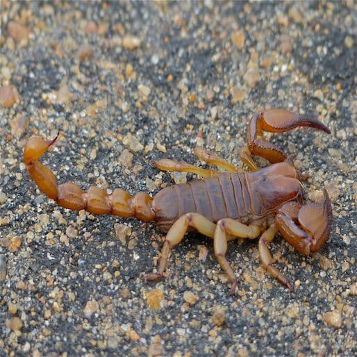 Humans May Be Avoiding United, But Scorpions Aren't