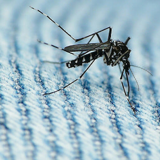 What Summer Travelers Need to Know about Zika