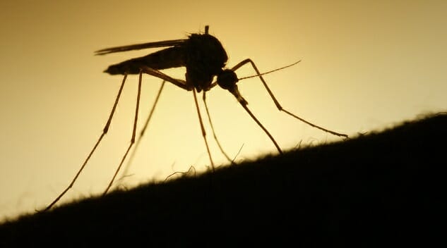 The Zika Virus Has Made Its Way to India