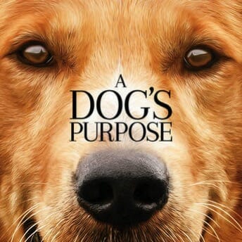 Thanks to Massive Success in China, A Dog's Purpose Is Reportedly Getting a Sequel
