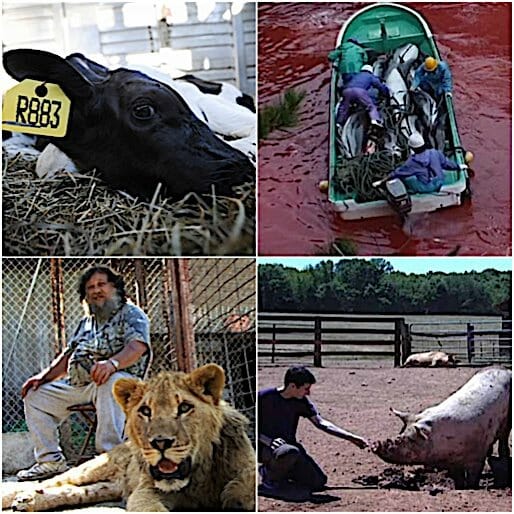 5 Eye-Opening Documentaries about Animal Rights