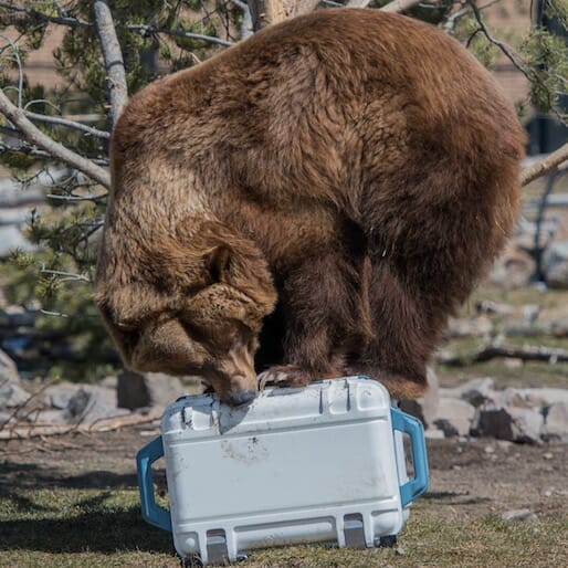 This Cooler Is More Badass than a Grizzly Bear