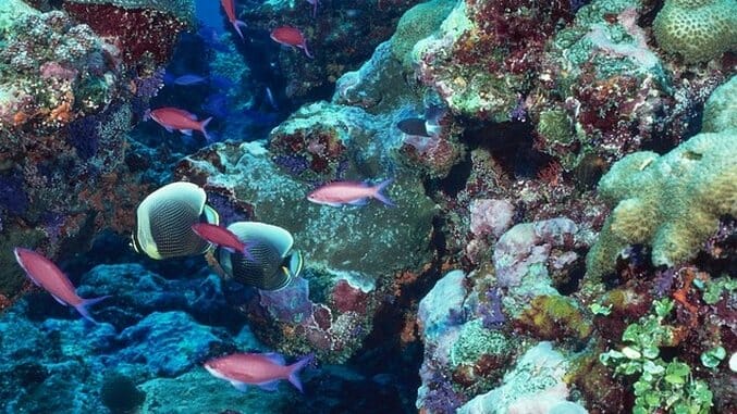 Sustainability Report: High-Tech Coral Reef Monitoring