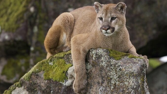 The Mountain Lion Who Conquered Hollywood