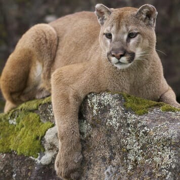 The Mountain Lion Who Conquered Hollywood