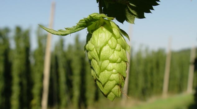 This GMO Yeast Can Apparently Create “Hops Flavored” Beer Without Using Hops