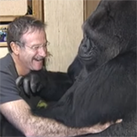 Koko the Gorilla Dies at 46