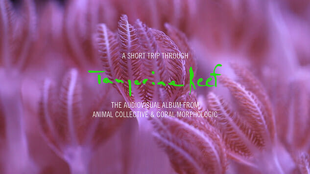 Take “A Short Trip Through Tangerine Reef” with Animal Collective’s New Extended Trailer