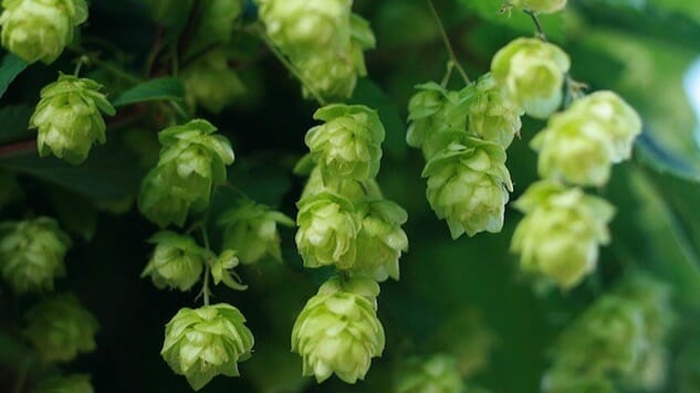 5 Fresh Hop Beers You Have to Drink Right Now