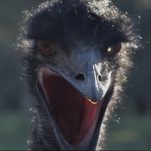 It's Man vs. Bird in the Bloody, Savage Trailer for The Emu War