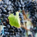 52 Wines in 52 Weeks: Petite Sirah and Lagrein (Blueberry Pie in a Bottle)