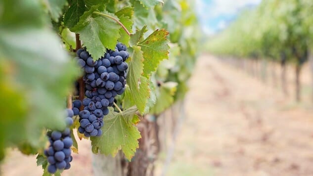 Forget Trees, Plant Wine Vines