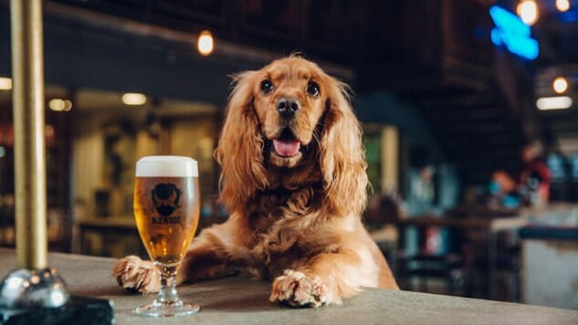 This Colorado Dog Trainer Specializes in Teaching Dogs “Brewery Manners”