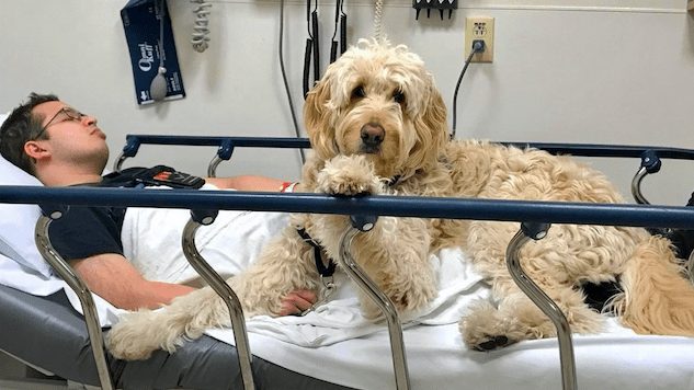 A Goldendoodle Saves a Life in This Exclusive Excerpt from Doctor Dogs