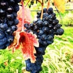 Discovering Canadian Wine With Phantom Creek Estates