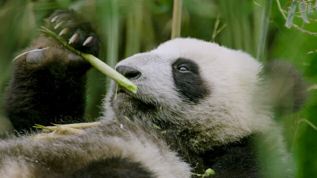 Is It Enough that NatGeo’s Hidden Kingdoms of China Showcases Nature but Skips Conservation?