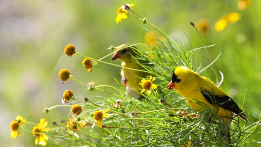 Goldfinch-pair-2.jpg