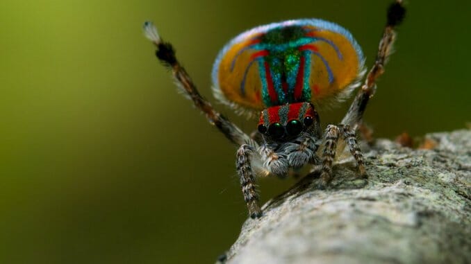 Tiny World: Spiders Need Love Too in Our Exclusive Clip from Apple TV+’s Docuseries