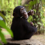 Baby Chimp Rescue: Adorable, Heartbreaking, Essential