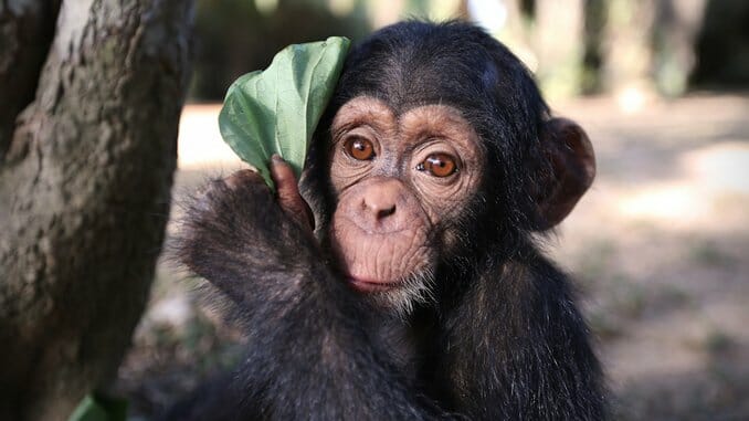 Baby Chimp Rescue: Adorable, Heartbreaking, Essential