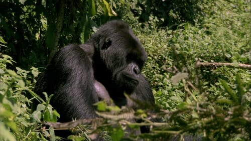 An Idiot Abroad: “Meet a Gorilla” (2.5)