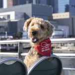 New York Sightseeing Cruise Gives the People What They Want: Puppies on a Boat