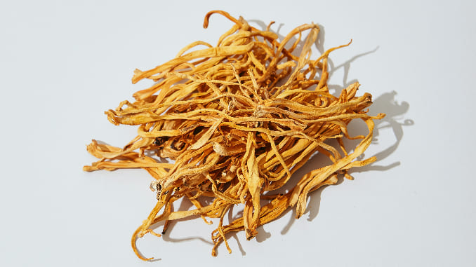 Cordyceps Are Truly the Fungus From Hell… But Also Good for You?