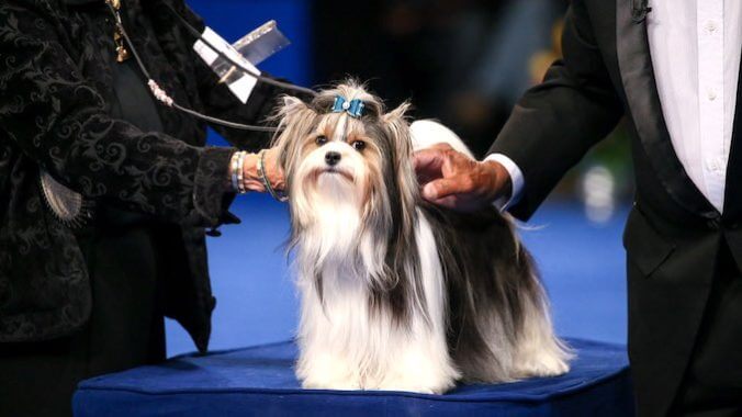 The National Dog Show Is TV’s Greatest Thanksgiving Tradition