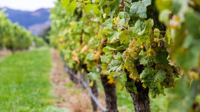 Abruzzo’s Wine Landscape Is Prepping for a Premium Makeover