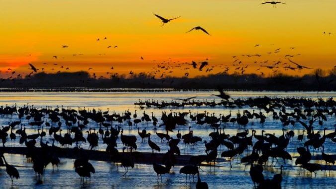 How to See the Great Sandhill Crane Migration