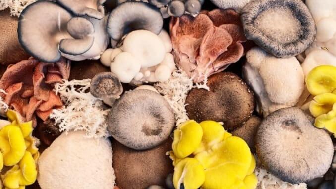 Forget the Button: Try These Interesting Mushroom Varieties
