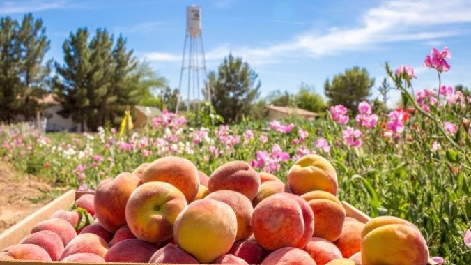 Here’s Why You Need to Visit Schnepf Farms in Arizona