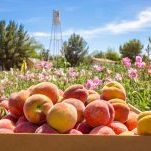 Here's Why You Need to Visit Schnepf Farms in Arizona