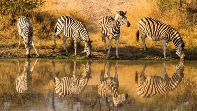 Safari with Kids: Seeing South Africa’s “Big Game” on a Budget