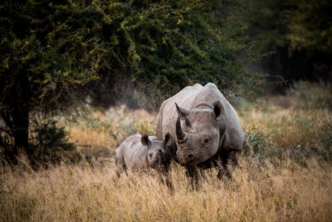 Kruger National Park, Africa