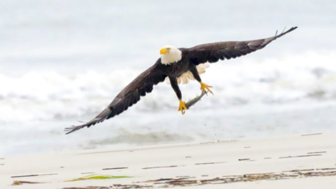 A Weekend of Birding on the Coast with the Georgia Ornithological Society