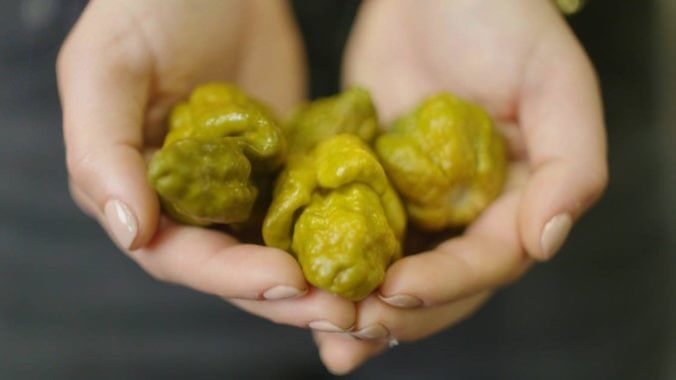 Ed Currie’s Pepper X Attains New Guinness World Record as World’s Hottest Chile