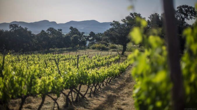 The Slow, Steady Rise of Spanish Wine