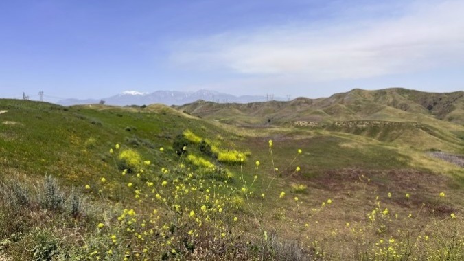 Slingshots, Color, and Open Roads: How to Explore California’s Spring Wildflowers