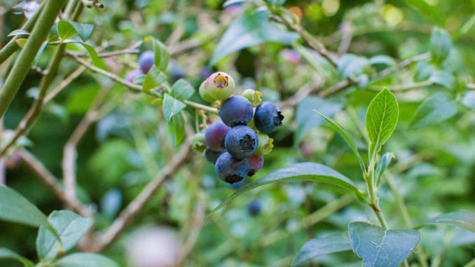 Try Foraging These Plants, Depending On Where You Live