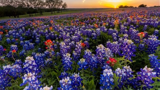 Ennis, Texas: Airstreams, Bluebonnets, and Total Solar Eclipses