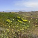 Slingshots, Color, and Open Roads: How to Explore California's Spring Wildflowers
