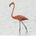 The Coolest Birds: Georgia's First American Flamingos