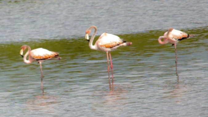 The Coolest Birds: Georgia’s First American Flamingos