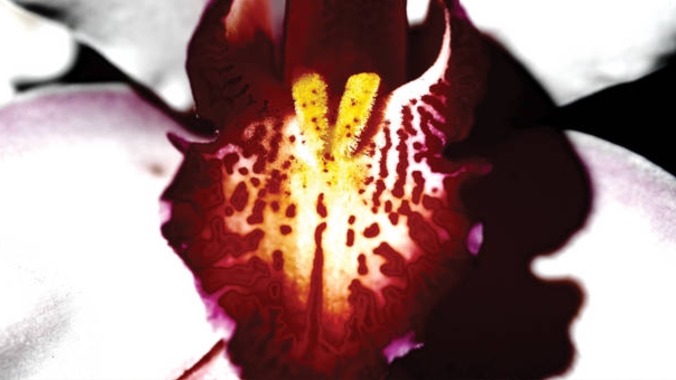 Cellophane Memories is a Painfully Abstract Offering From Chrystabell and David Lynch